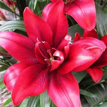 Лилия азиатская Кансепшн НАБОР 2ШТ (1+1)