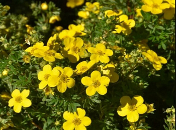 Лапчатка кустарниковая Голден Тауэр