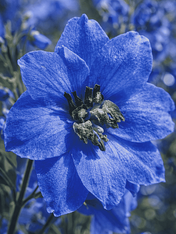 Дельфиниум  культурный Pacific Giant Blue Jay