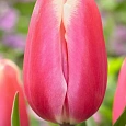 Тюльпан Jumbo Beauty