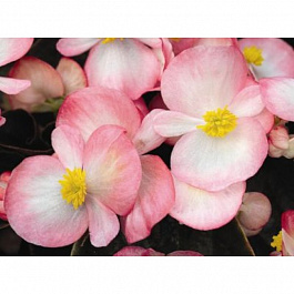 Бегония вечноцветущая бронзоволистная Бада Бум Роуз Биколор