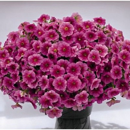 Петуния ампельная Саксесс Пинк Вейн
