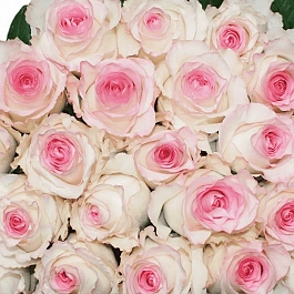 Роза чайно-гибридная Mandala