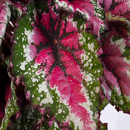 Бегония Beleaf Amazon River 