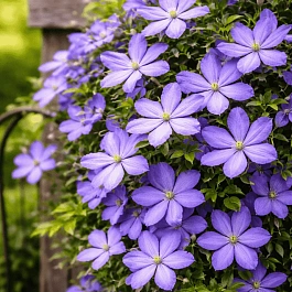 Клематис гибридный Mrs Cholmondeley