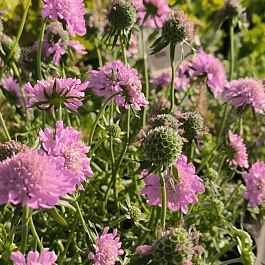 Скабиоза  японская Pink Diamonds