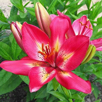 Лилия азиатская Арсенал НАБОР 2ШТ (2+2)