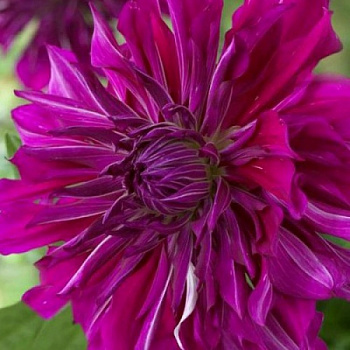 Георгина Декоративная Пепл Тайхейо