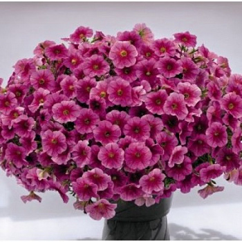 Петуния ампельная Саксесс Пинк Вейн