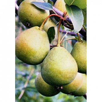 Груша плодовая Космическая