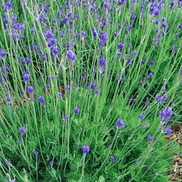Лаванда многонадрезная Spanish Eyes