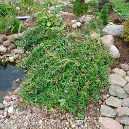 Ива ползучая Грин Карпет