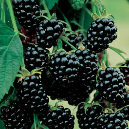 Ежевика Кэн Вэйт (Небеса могут подождать) Ежевика Кэн Вэйт (Небеса могут подождать)