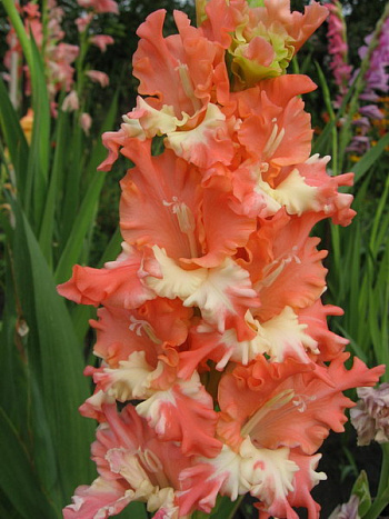 Гладиолус гофрированный Фриззлд Корал Лейс