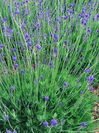 Лаванда многонадрезная Spanish Eyes