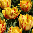 Тюльпан Махровый Monsella