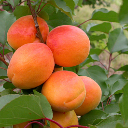 Абрикос обыкновенный Нью Джерси