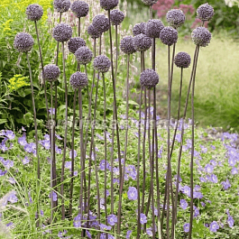 Лук декоративный Summer Drummer