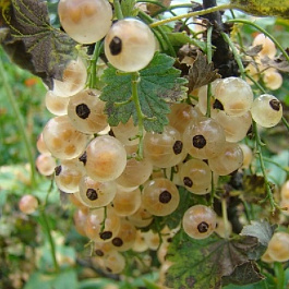 Смородина белая Версальская