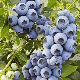 Голубика высокорослая Reka