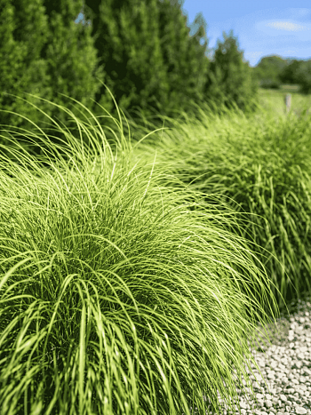 Мискантус китайский Little zebra