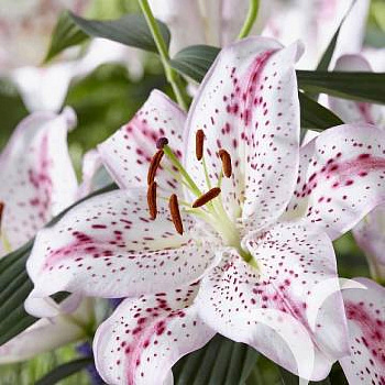 Лилия восточная Мадлен