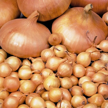 Лук севок Штуттгартер Ризен