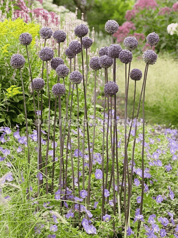 Лук декоративный Summer Drummer