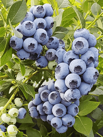 Голубика высокорослая Reka