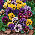 Виола (Фиалка, Анютины глазки) гибридная Рококо