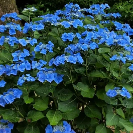 Гортензия крупнолистная Taube