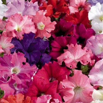 Петуния грандифлора Аладдин Арабиан найтс микс