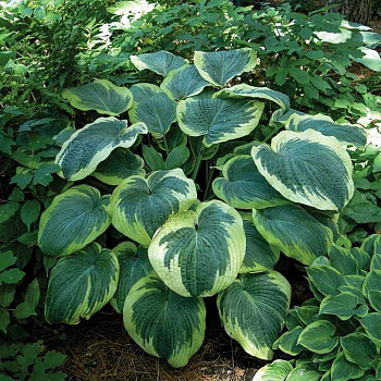 Хоста гибридная Нозерн Икспожэ