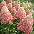 Гортензия метельчатая смесь