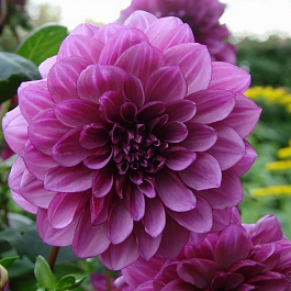 Георгина декоративная Лайлак Булл