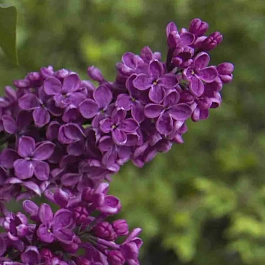 Сирень обыкновенная Сумерки