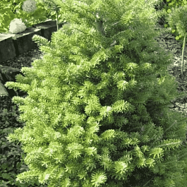 Пихта корейская Houtmeyer