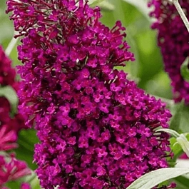 Буддлея давида  Fascinating