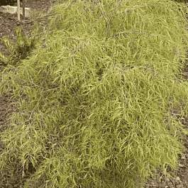 Береза повислая Trost`s Dwarf