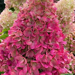 Гортензия метельчатая Gardenlight Redlight