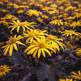 Бузульник гибридный Osiris Cafe Noir