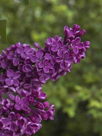 Сирень обыкновенная Сумерки