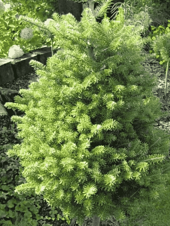 Пихта корейская Houtmeyer