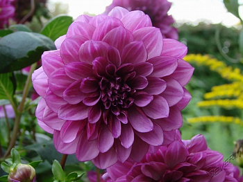 Георгина декоративная Лайлак Булл Георгина декоративная Лайлак Булл