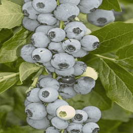 Голубика высокорослая Goldtraube 23