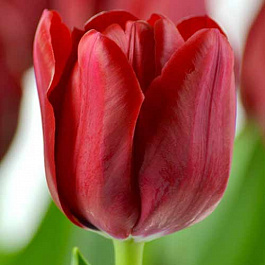 Тюльпан Триумф Иль де Франс Тюльпан Триумф Иль де Франс