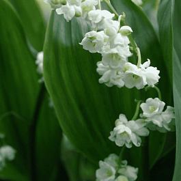 Ландыш майский махровый Prolificans