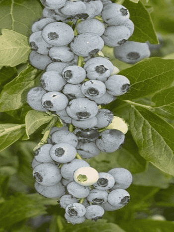 Голубика высокорослая Goldtraube 23