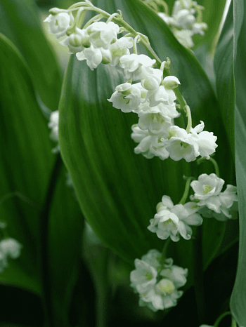 Ландыш майский махровый Prolificans