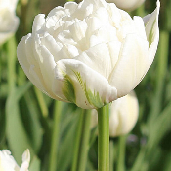 Тюльпан Махровый Up White